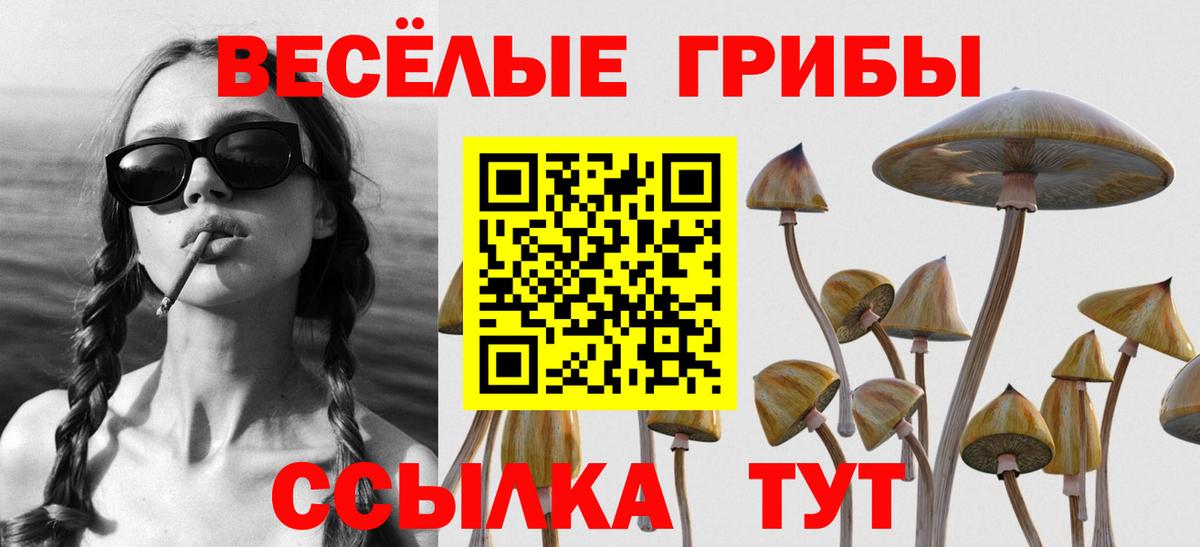 Галлюциногенные грибы Psilocybe Междуреченск